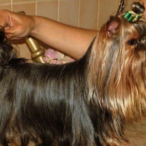 York teryer. Anasi atasi cempionatda ishtirak edibler. Real