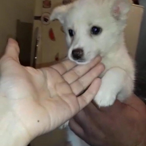 Мальтийская балонка iti satıram. 2 aylıqdı. Peyvəndləri vurulub. 700 m