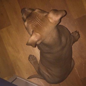 Pitbull balasidi Grafla Lusi Balasi du super baladi 1 ay 26 gunlukdu