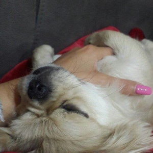 Karlik pikines 4 aylikdi peyvendleri vurulub pasportu var 350m.xahiw e