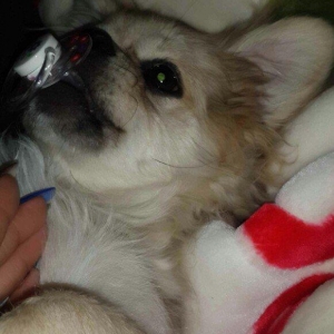 Karlik pikines 4 aylikdi peyvendleri vurulub pasportu var 350m.xahiw e