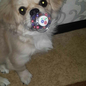 Karlik pikines 4 aylikdi peyvendleri vurulub pasportu var 350m.xahiw e