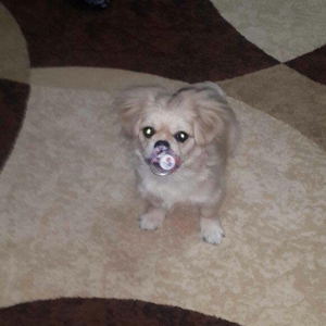 Karlik pikines 4 aylikdi peyvendleri vurulub pasportu var 350m.xahiw e