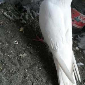 16 tuk erkey uçan qusdu ciddi olmayan narahat etmesin wp var