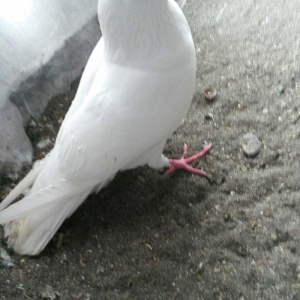 16 tuk erkey uçan qusdu ciddi olmayan narahat etmesin wp var