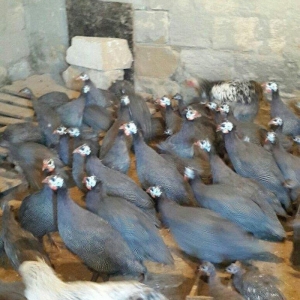 Siser fireng toyuglari satilir. Disiler 15 azn erkekler 13 azn. Cox sa