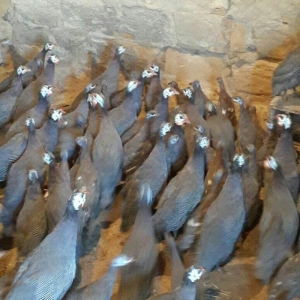 Siser fireng toyuglari satilir. Disiler 15 azn erkekler 13 azn. Cox sa