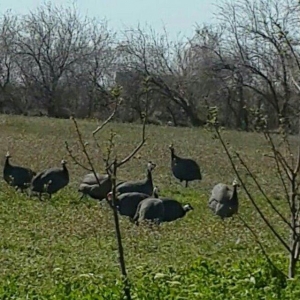 Siser fireng toyuglari satilir. Disiler 15 azn erkekler 13 azn. Cox sa