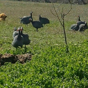Siser fireng toyuglari satilir. Disiler 15 azn erkekler 13 azn. Cox sa