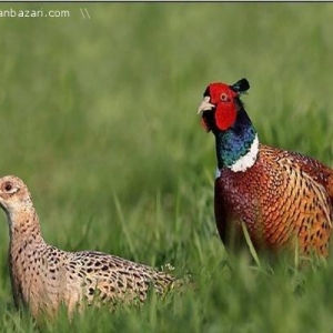 Qafqaz qirqovulu sagalam quwlardi cutu 80 man ayligina gore qiymetler