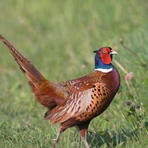 Qafqaz qirqovulu sagalam quwlardi cutu 80 man ayligina gore qiymetler