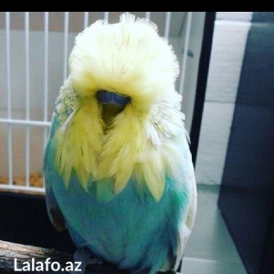 Bele cavan 1-2-3 aylıq bala papuqay almaq isteyirem satanlar zeng etsi