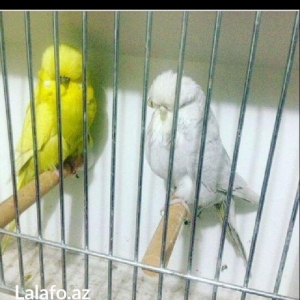 Bele cavan 1-2-3 aylıq bala papuqay almaq isteyirem satanlar zeng etsi