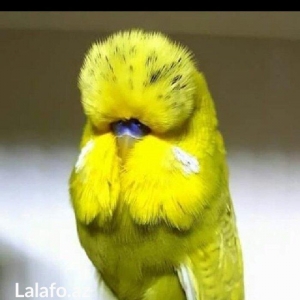 Bele cavan 1-2-3 aylıq bala papuqay almaq isteyirem satanlar zeng etsi