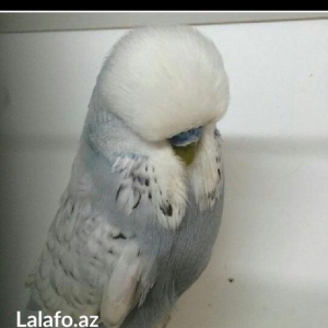 Bele cavan 1-2-3 aylıq bala papuqay almaq isteyirem satanlar zeng etsi