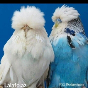 Bele cavan 1-2-3 aylıq bala papuqay almaq isteyirem satanlar zeng etsi