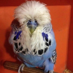 Bele cavan 1-2-3 aylıq bala papuqay almaq isteyirem satanlar zeng etsi