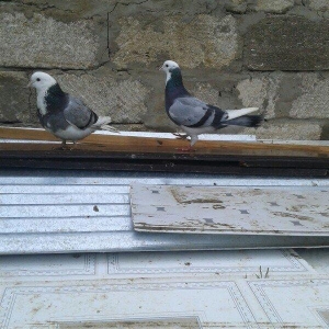 Goy ag bawlar 30 azn ebrewler 80 azn qara baw 20 azn