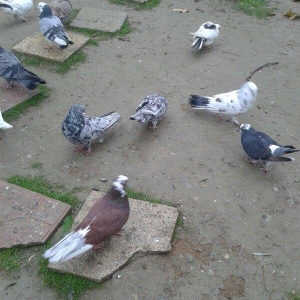 Goy ag bawlar 30 azn ebrewler 80 azn qara baw 20 azn