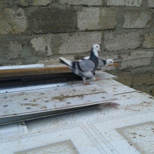 Goy ag bawlar 30 azn ebrewler 80 azn qara baw 20 azn