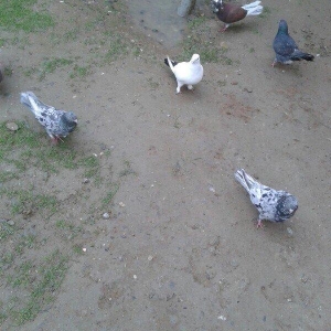 Goy ag bawlar 30 azn ebrewler 80 azn qara baw 20 azn