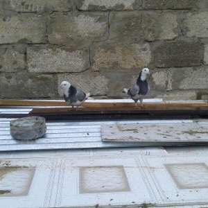 Goy ag bawlar 30 azn ebrewler 80 azn qara baw 20 azn