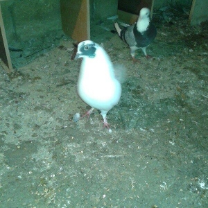 Goy ag bawlar 30 azn ebrewler 80 azn qara baw 20 azn