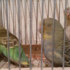 Babla quslardi qenedi quyruxu cixmayib hamsi 15m tek satilmir qiymet