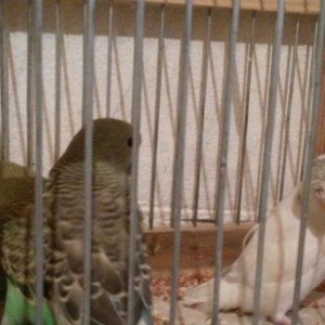 Babla quslardi qenedi quyruxu cixmayib hamsi 15m tek satilmir qiymet