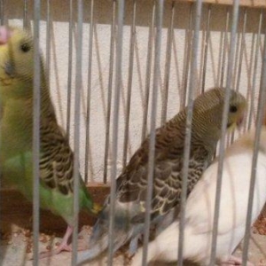 Babla quslardi qenedi quyruxu cixmayib hamsi 15m tek satilmir qiymet