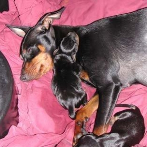 Deyiwirem 2 eded erkey ve diwi karlik tuklu baw do