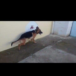 Salam . It  2 yaw 9 ayliqdi. barter edirem (2xaski balasi),(1temiz nem