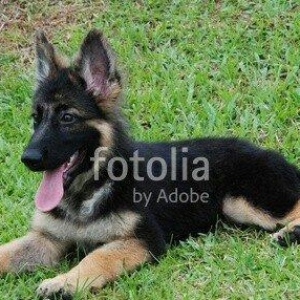 Salam.Men 1-3 ayliq temiz alman afcarkasi aliram.Pasatasiz olsun.Erkek