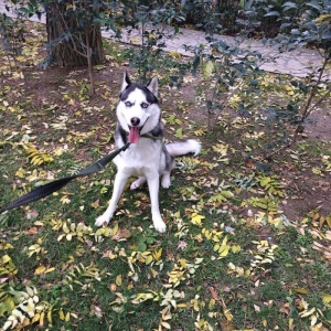 Продается собака породы хаски в связи с вынужденным переездом! Только