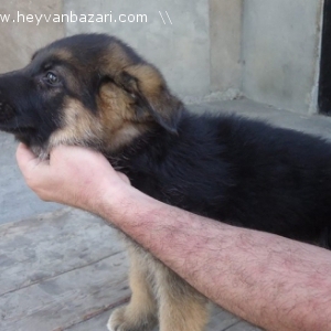 Авчарка,йорк