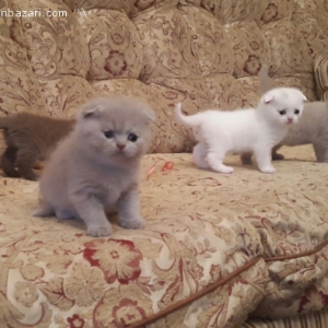 Scottish Fold