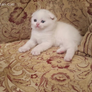 Scottish Fold