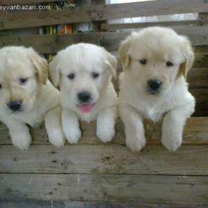 golden retriever