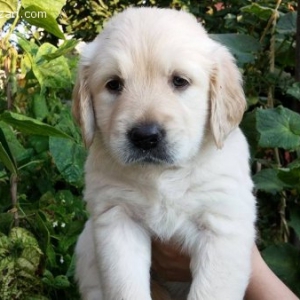 golden retriever