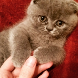 Scottish fold