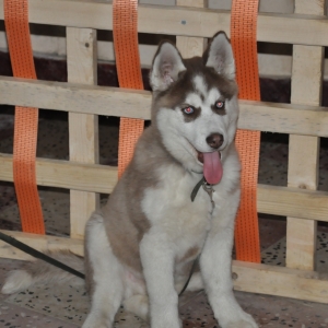 Husky Satılır