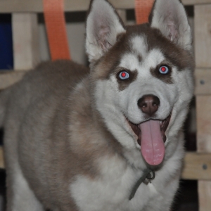 Husky Satılır