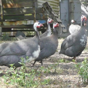 Firəng toyuqlarının yumurtası