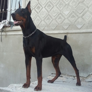 Doberman