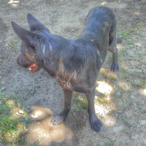 Восточный Европейскм Овчарка