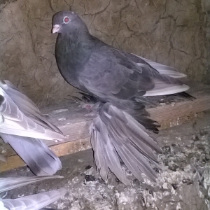 Goyercin,Tatir, Tovuz, Qirqovul(sadece yumurtasi ve balasi)