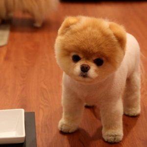 isdenilen parodalarin sifarisi rusiyyadan qebul ol