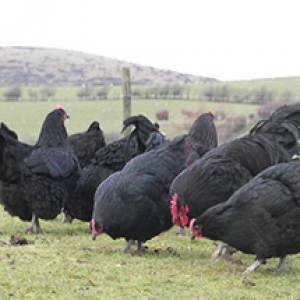 australorp yumurtasi