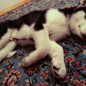 Husky satılır.