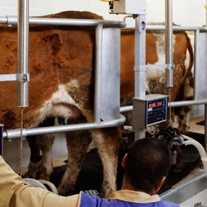 Muasir Fermaların qurulması